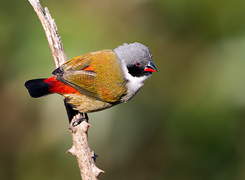 Swee Waxbill male